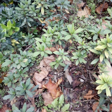 杜鹃14~16cm0.5~1米