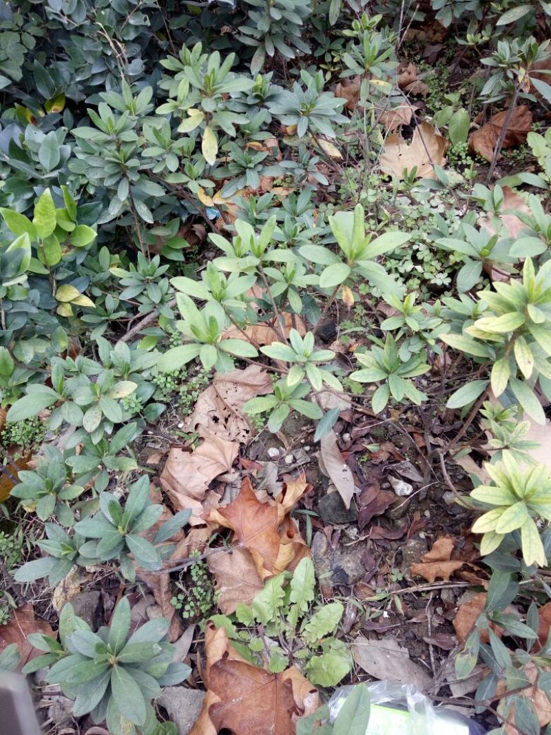杜鹃14~16cm0.5~1米