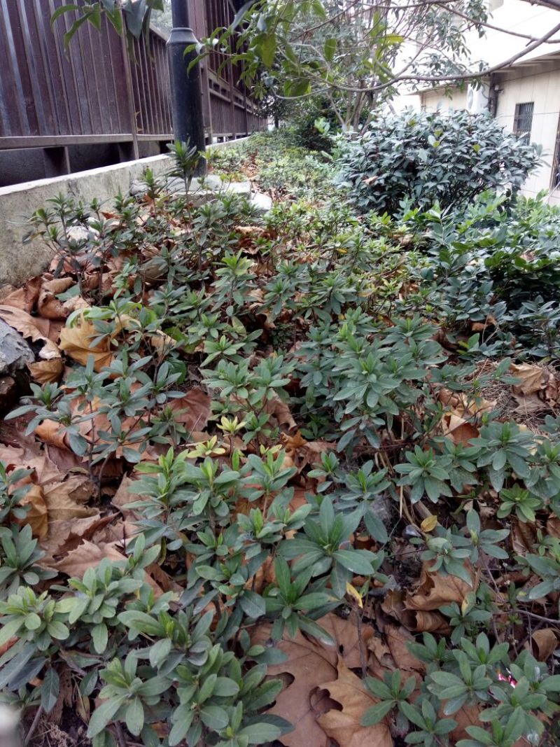 杜鹃14~16cm0.5~1米