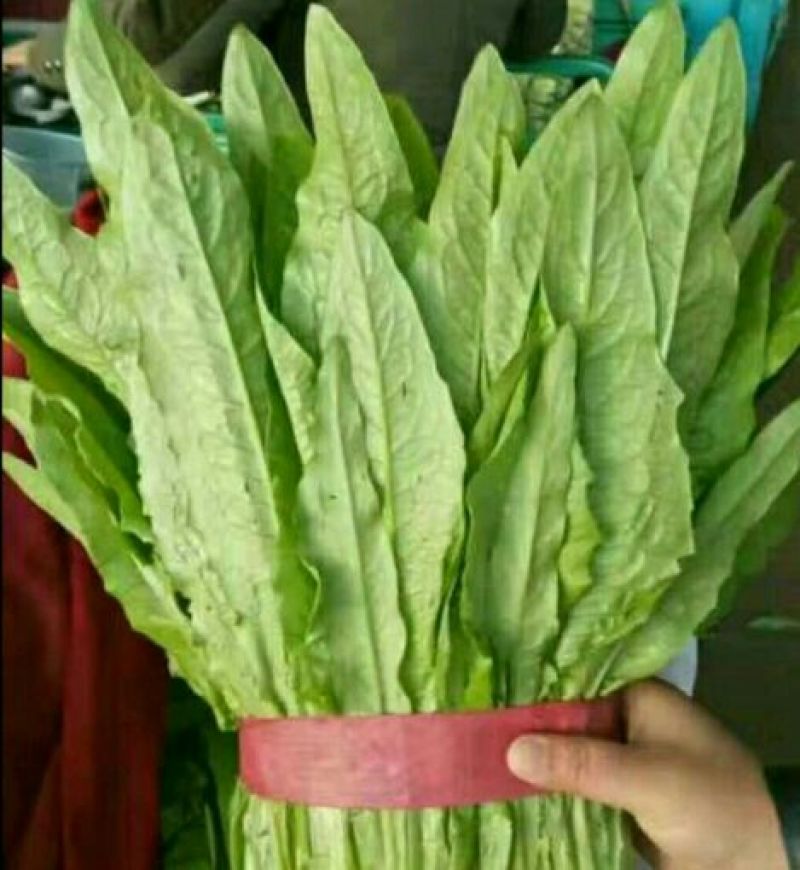 大叶菠菜，质量有保证，产地真供，专业包装团队