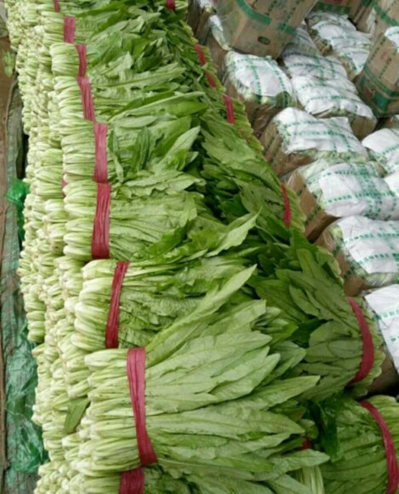 大叶菠菜，质量有保证，产地真供，专业包装团队