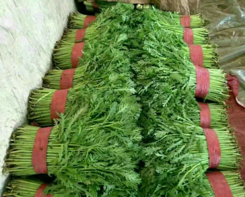 大叶菠菜，质量有保证，产地真供，专业包装团队