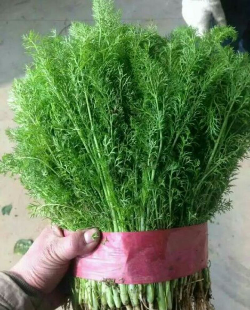 大叶菠菜，质量有保证，产地真供，专业包装团队