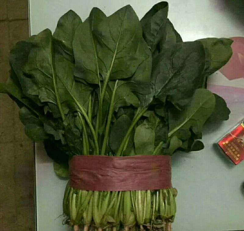 大叶菠菜，质量有保证，产地真供，专业包装团队