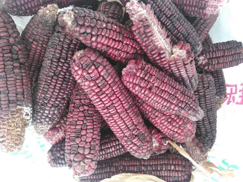 紫玉米14~16%
