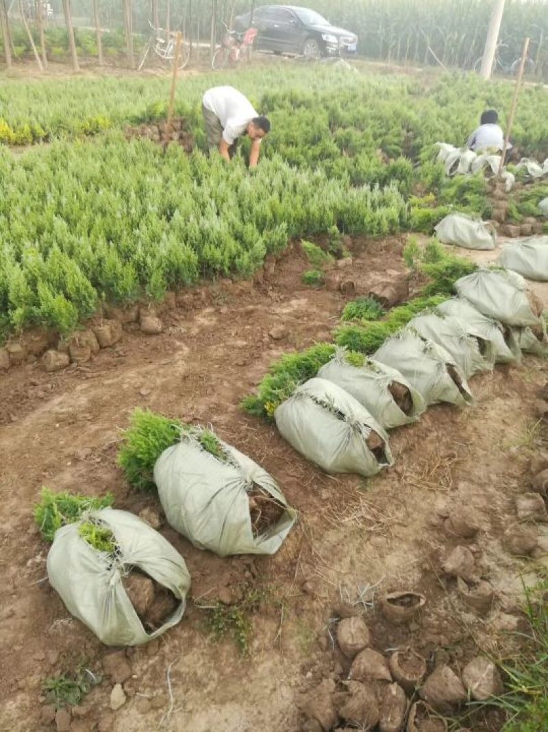 望都塔桧营养钵苗直销H15cm刺柏杯苗容器苗