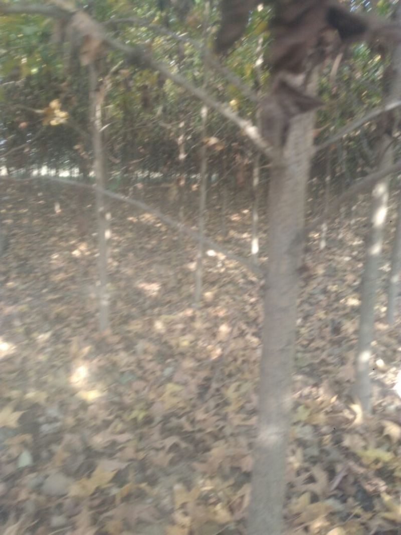 北美枫香树261~300cm，树形好，观赏性强，价值高