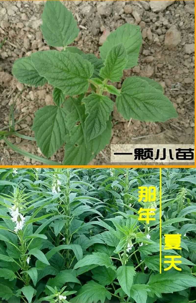 芝麻叶混合叶