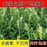 芝麻叶混合叶