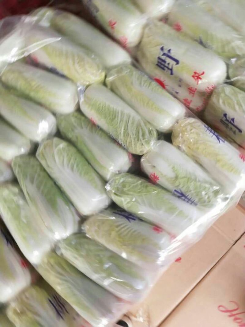 娃娃菜大量上市中一手货源产地直供娃娃菜质量保证