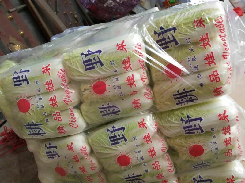 娃娃菜大量上市中一手货源产地直供娃娃菜质量保证