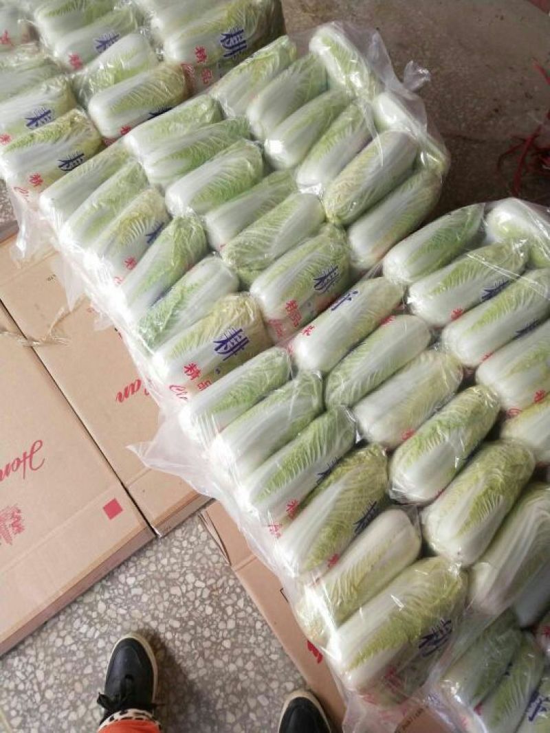 娃娃菜大量上市中一手货源产地直供娃娃菜质量保证