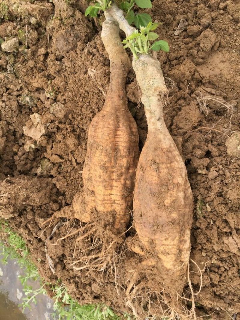 批发优质无渣葛根粉葛广西藤县和平粉葛
