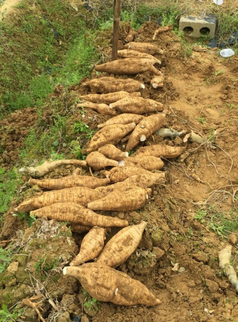 批发优质无渣葛根粉葛广西藤县和平粉葛