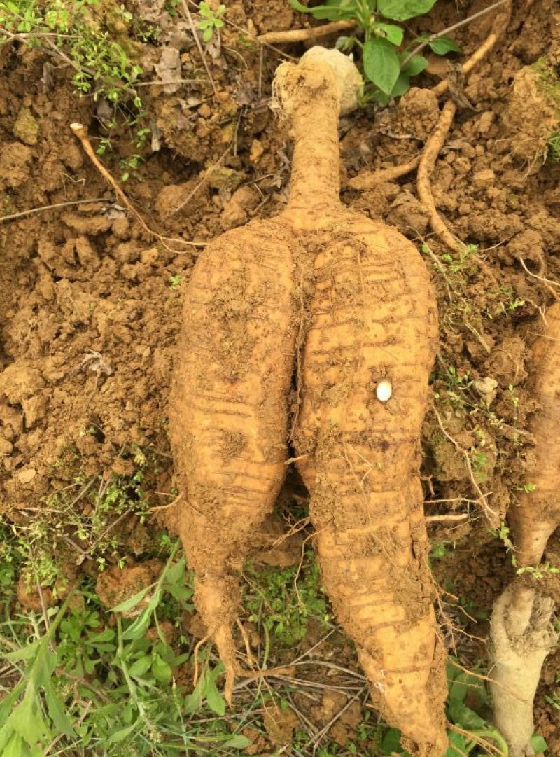 批发优质无渣葛根粉葛广西藤县和平粉葛