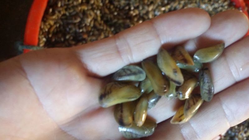 海瓜子食用鲜活