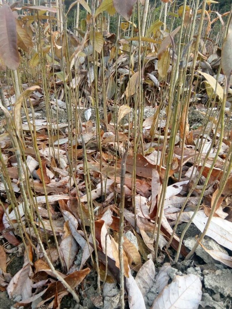 厚朴苗50~80cm