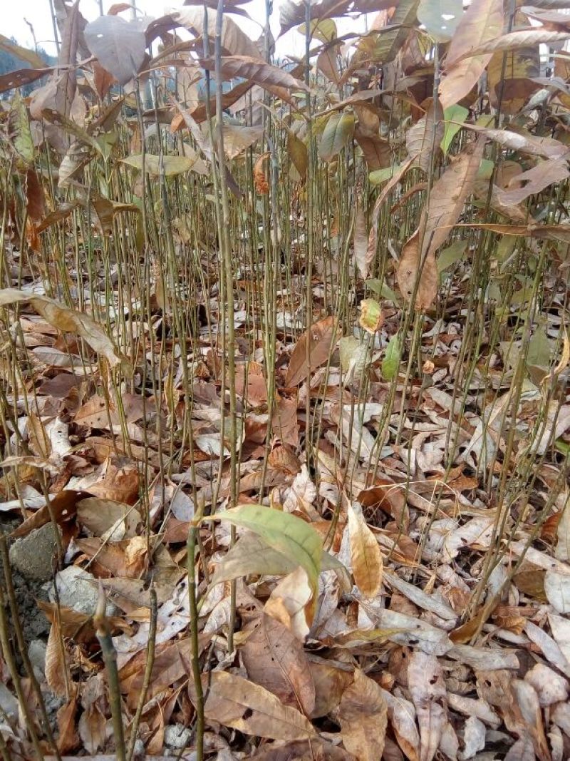 厚朴苗50~80cm