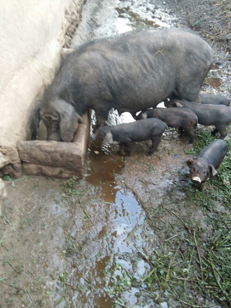 黑猪肉生肉整猪