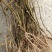 猕猴桃苗实生苗0.6~0.8cm30cm以下