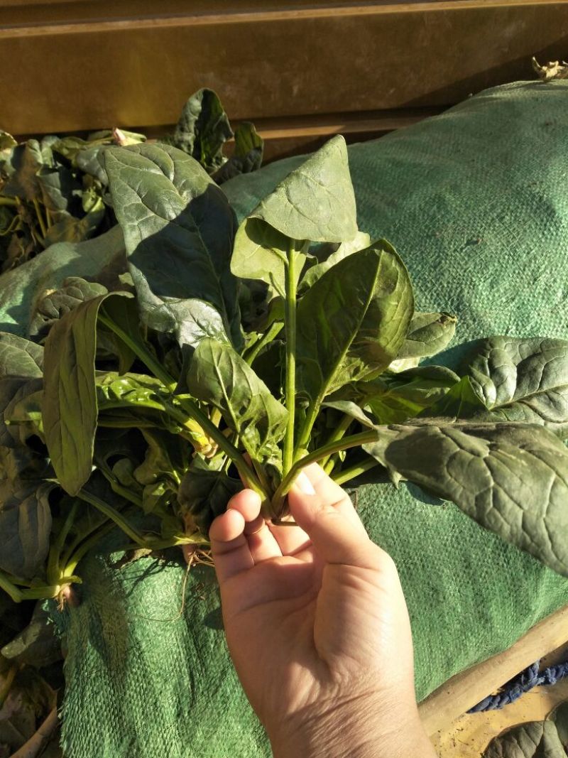 大叶菠菜15~20厘米