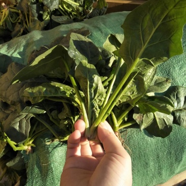 大叶菠菜15~20厘米