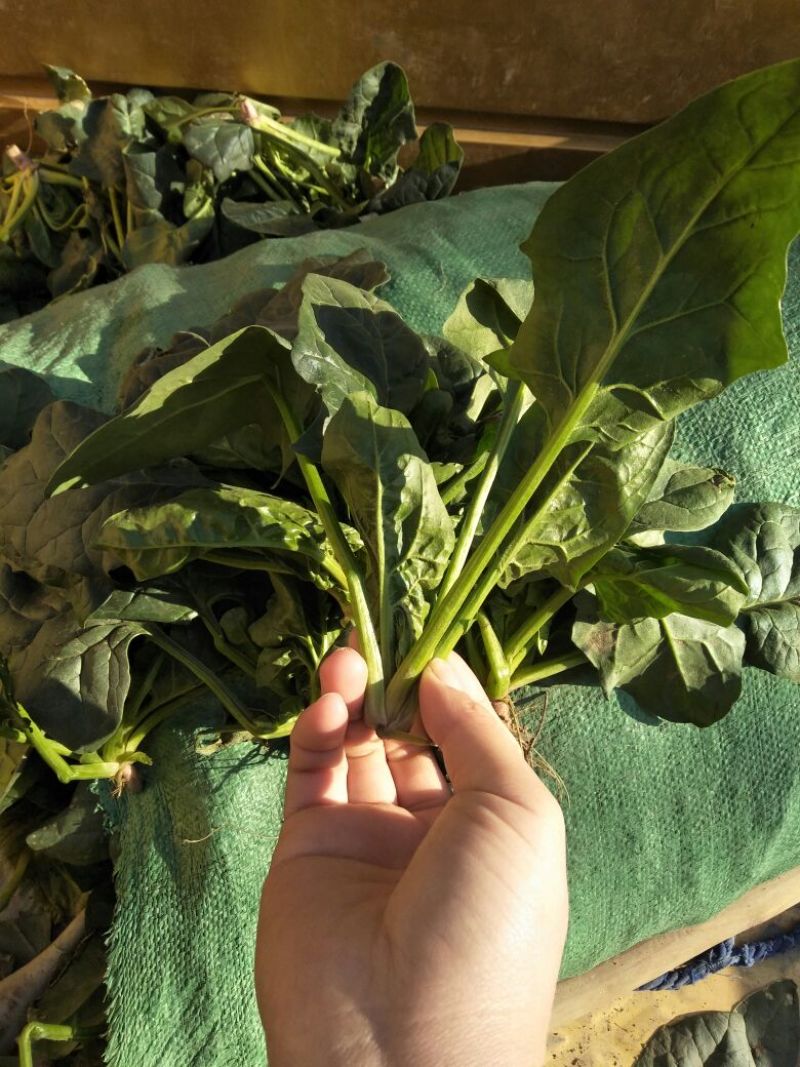 大叶菠菜15~20厘米