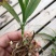 白芨种苗10~20cm