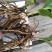 白芨种苗10~20cm