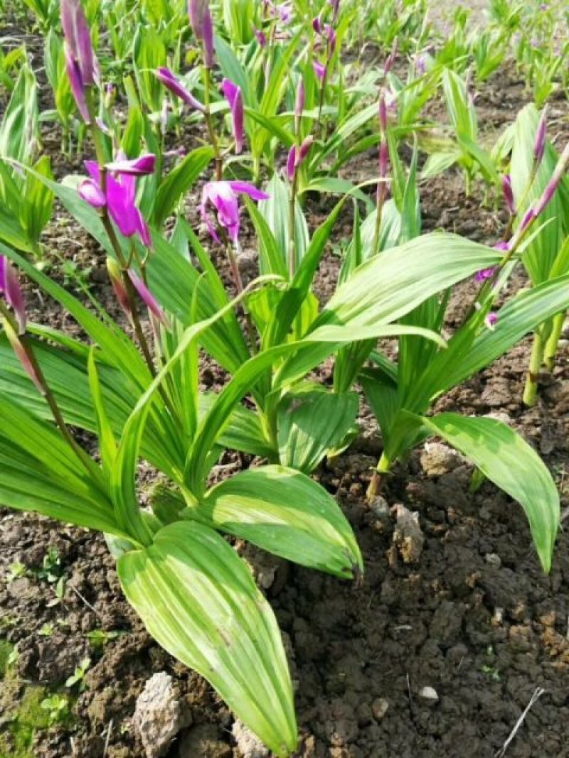 白芨种苗10~20cm