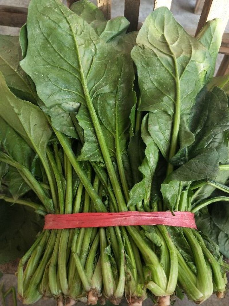 菠菜25~30厘米