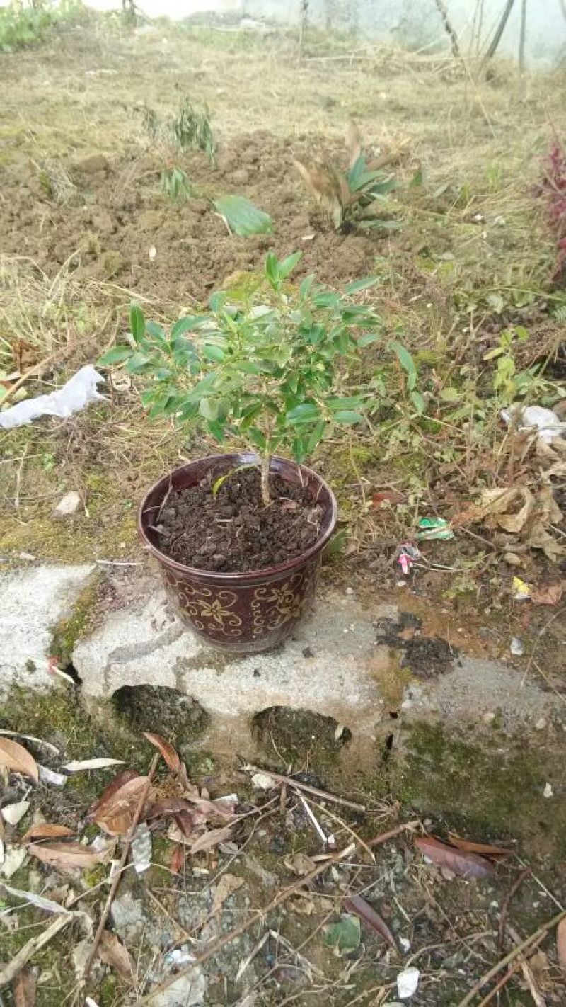 大叶黄杨2~4cm公分粗4~6cm2米以下各种规格