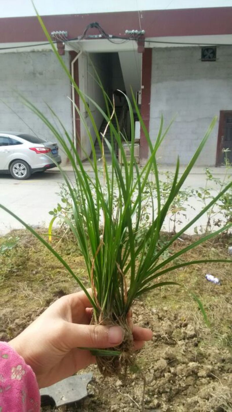 水菖蒲山区石菖蒲草九节菖蒲龙根虎须清香味盆栽水培