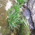 水菖蒲山区石菖蒲草九节菖蒲龙根虎须清香味盆栽水培