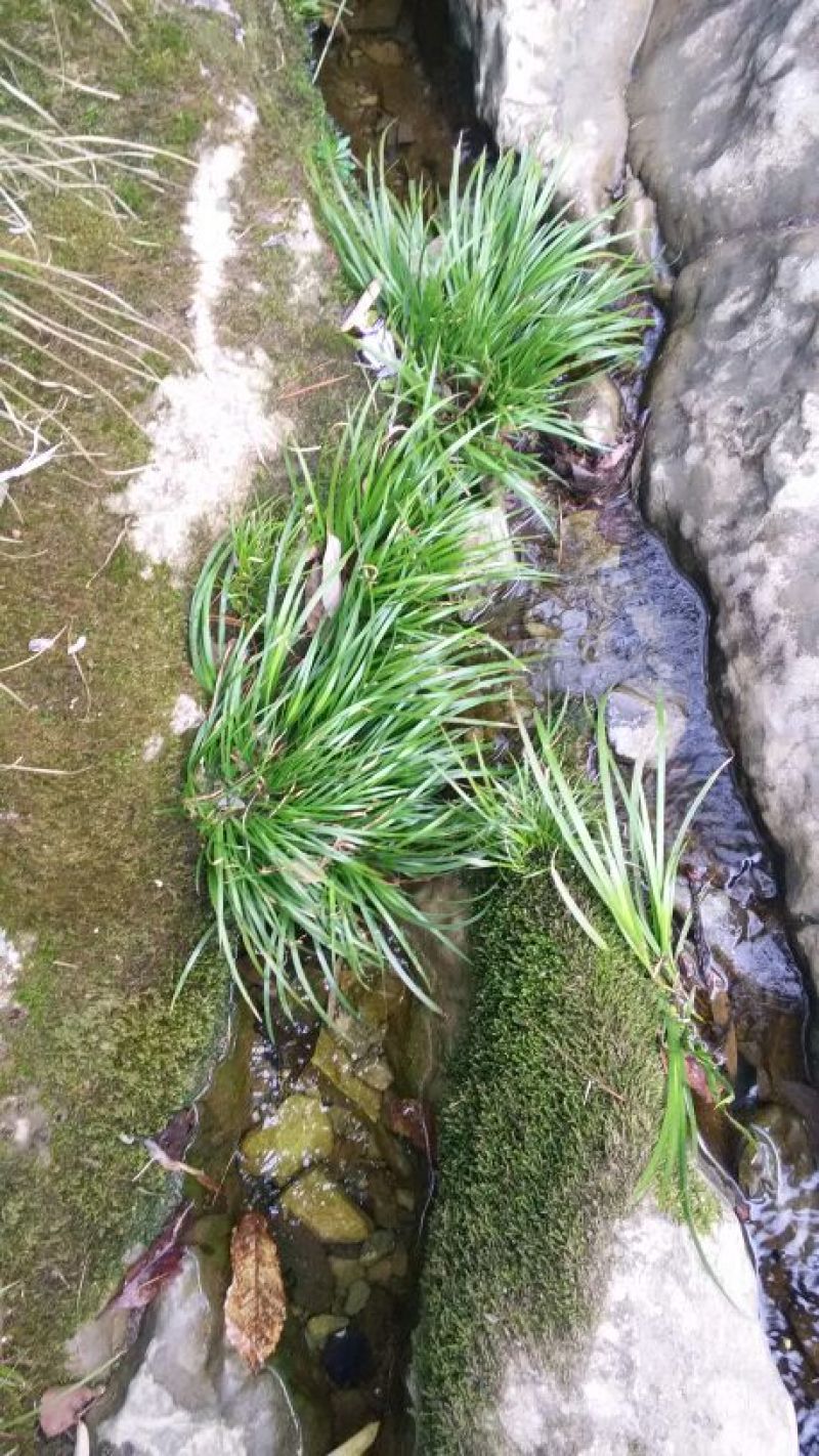 水菖蒲山区石菖蒲草九节菖蒲龙根虎须清香味盆栽水培