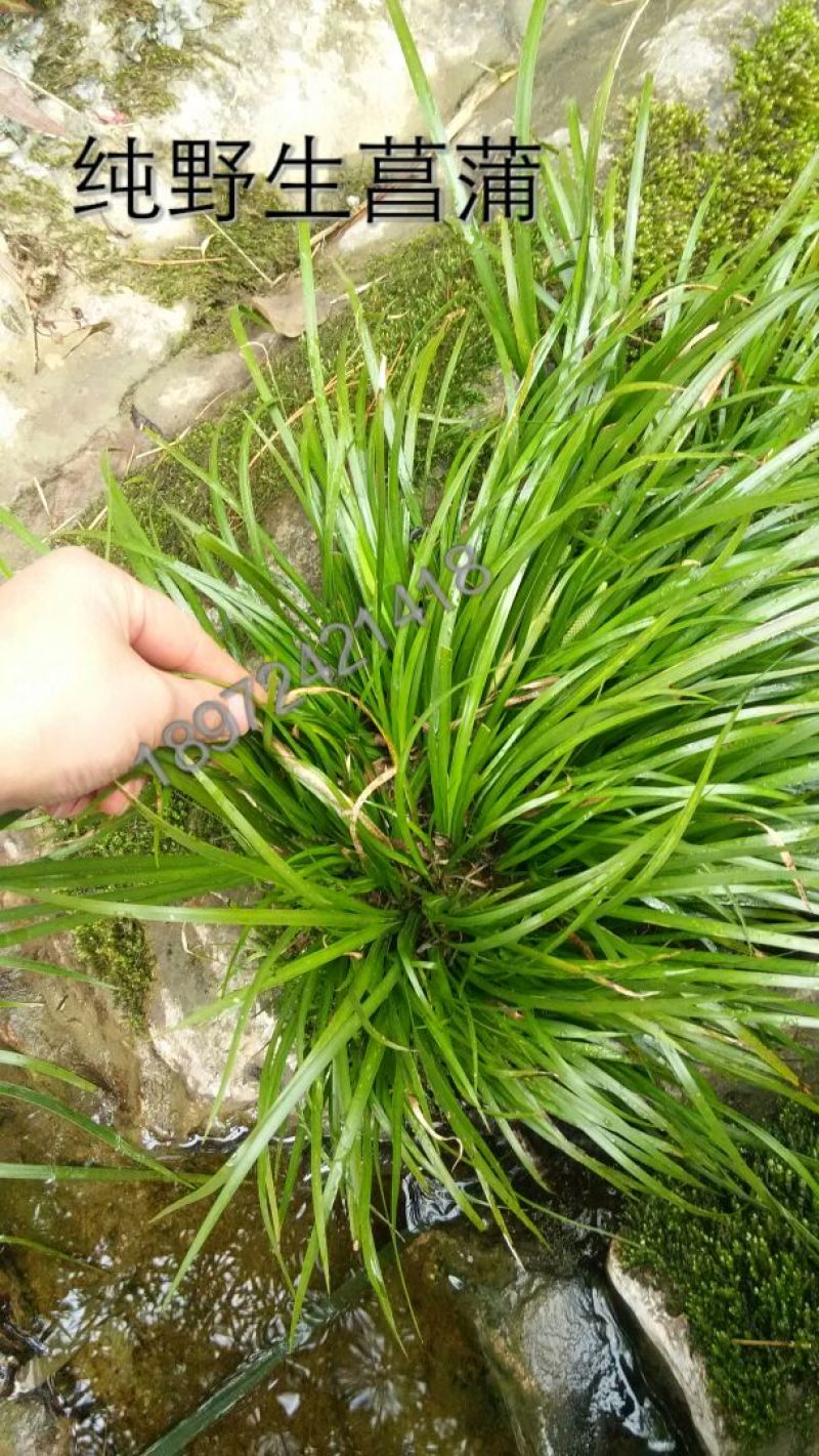 水菖蒲山区石菖蒲草九节菖蒲龙根虎须清香味盆栽水培