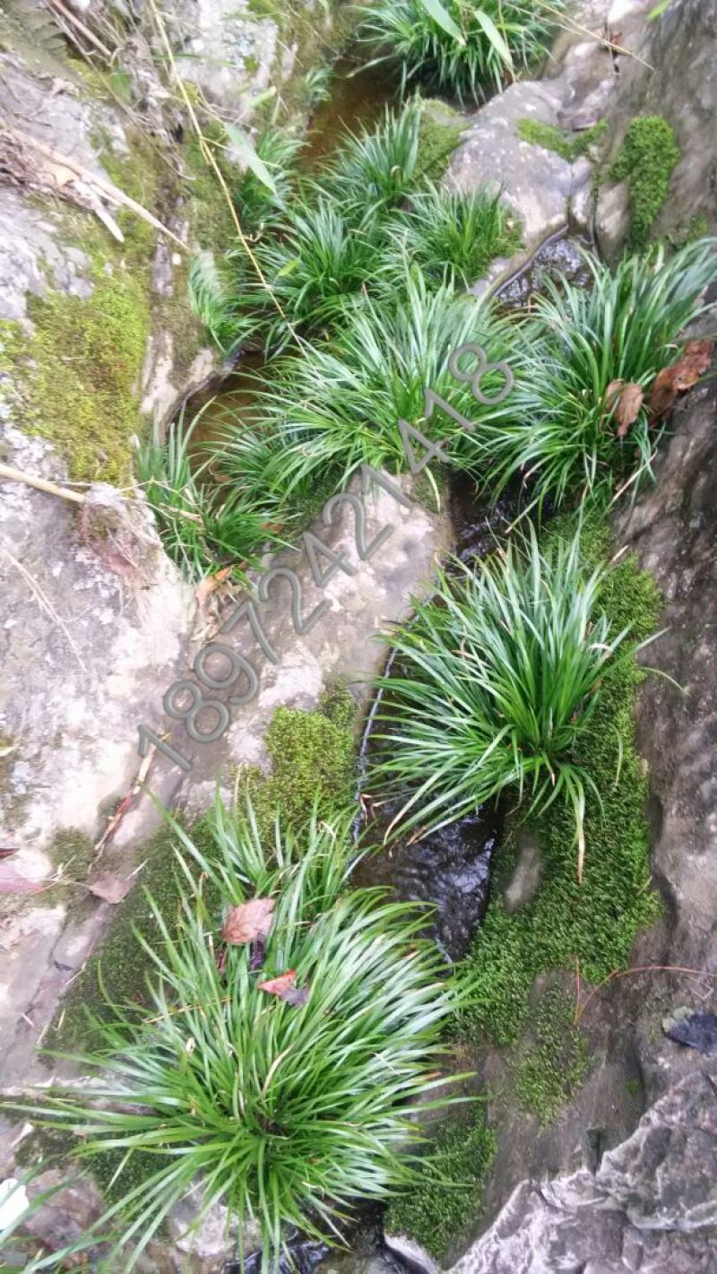 水菖蒲山区石菖蒲草九节菖蒲龙根虎须清香味盆栽水培