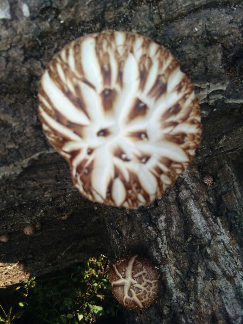 椴木花菇包邮礼品袋包装冬菇肉厚干香菇批发