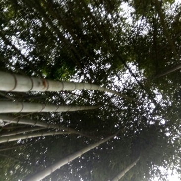 金竹11~12m