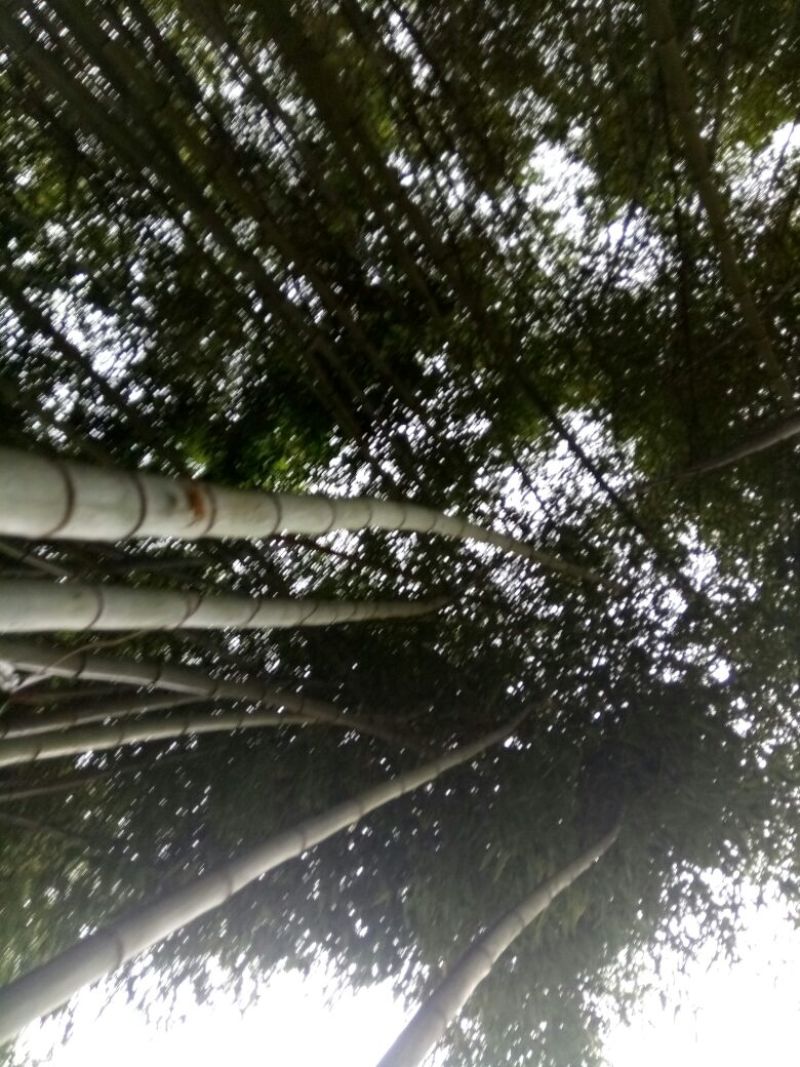 金竹11~12m