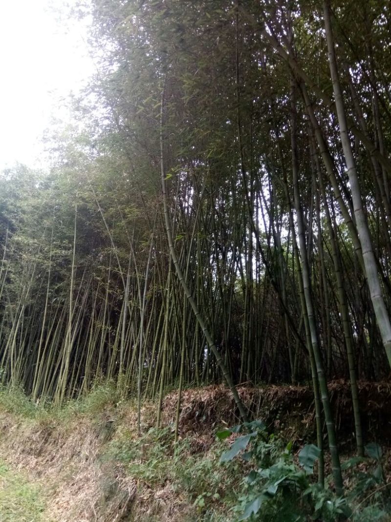 金竹11~12m