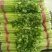芹菜60cm以上