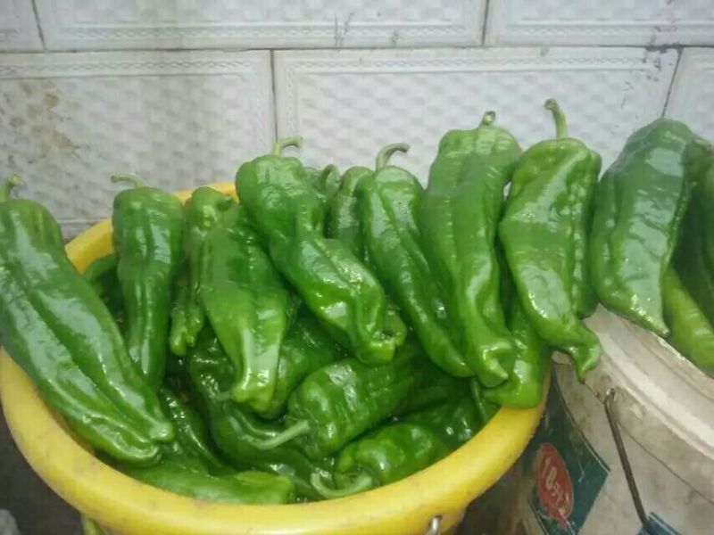 薄皮菜椒苗，泡椒，陇椒