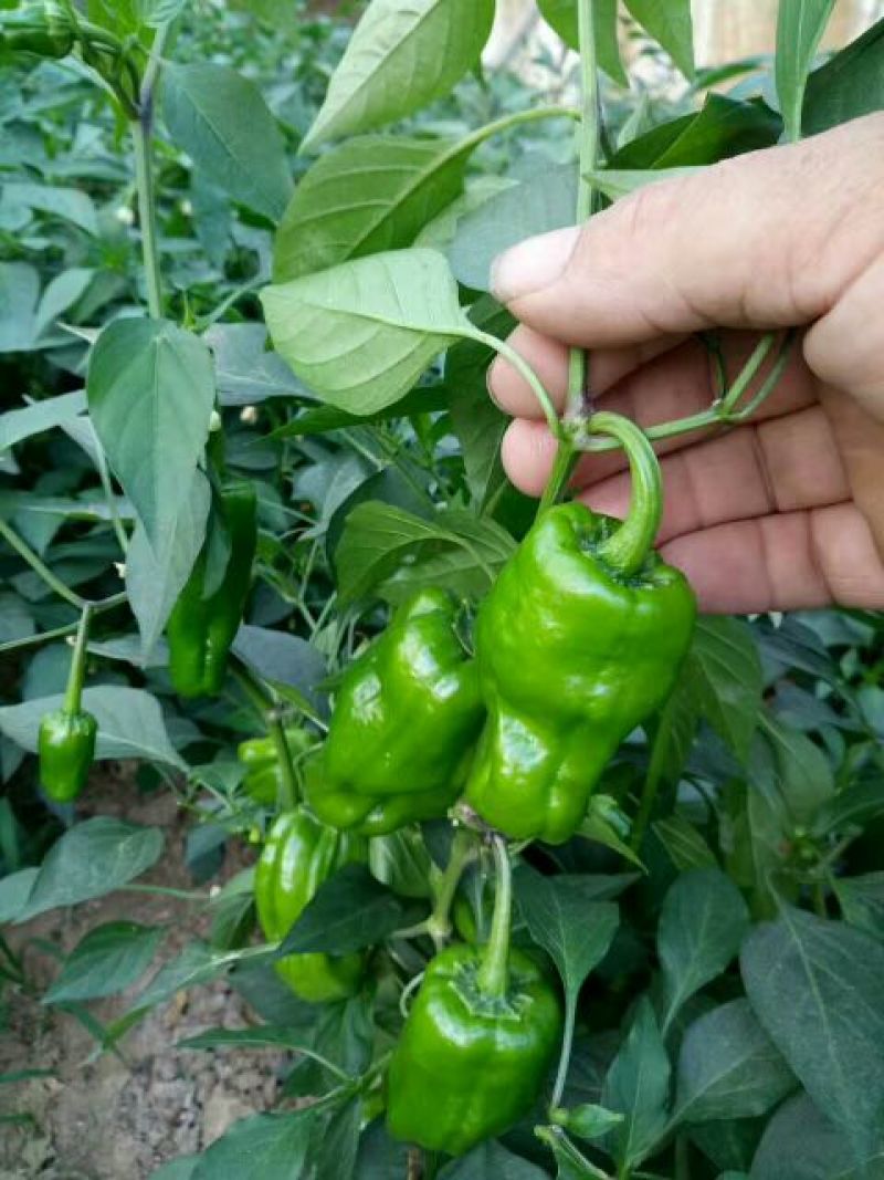 薄皮菜椒苗，泡椒，陇椒