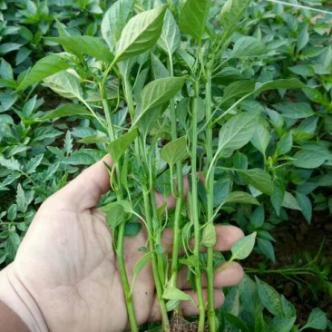 薄皮菜椒苗，泡椒，陇椒