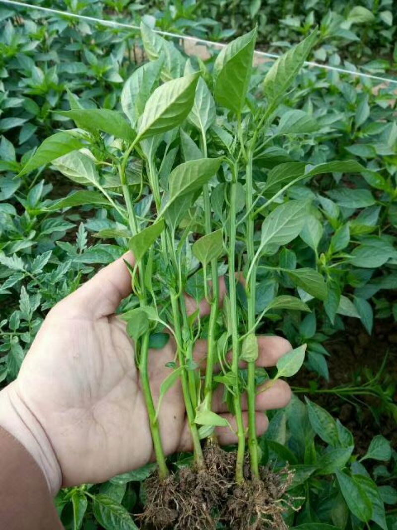 薄皮菜椒苗，泡椒，陇椒