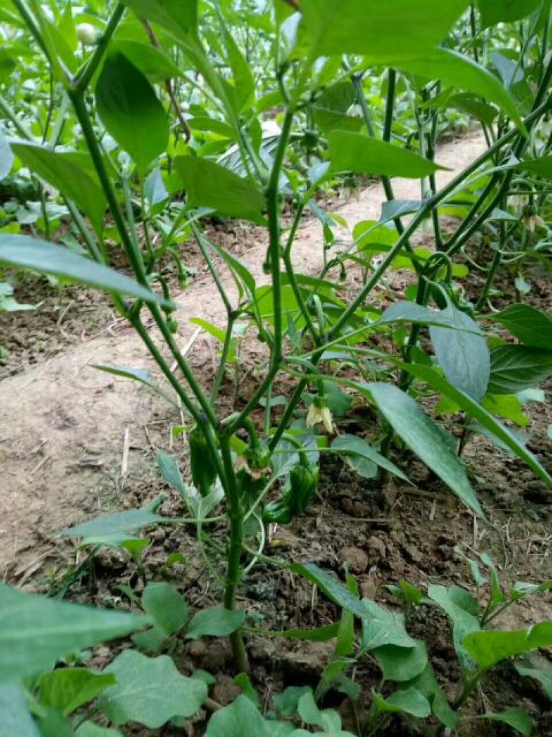 薄皮菜椒苗，泡椒，陇椒
