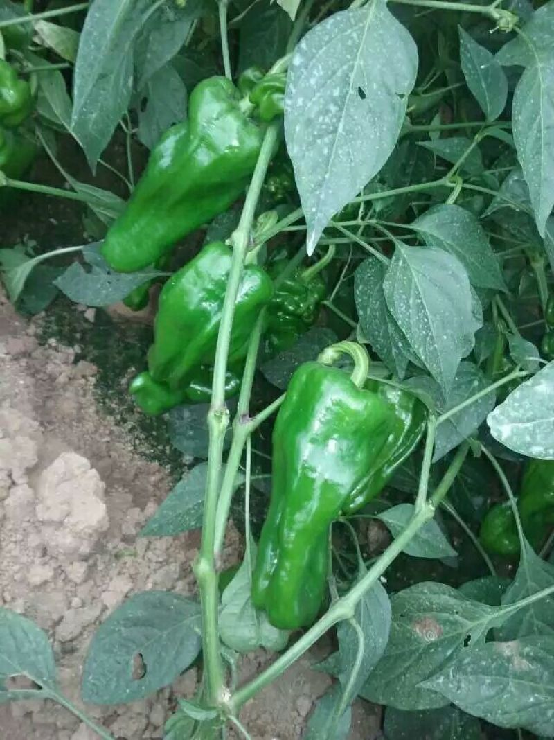 薄皮菜椒苗，泡椒，陇椒