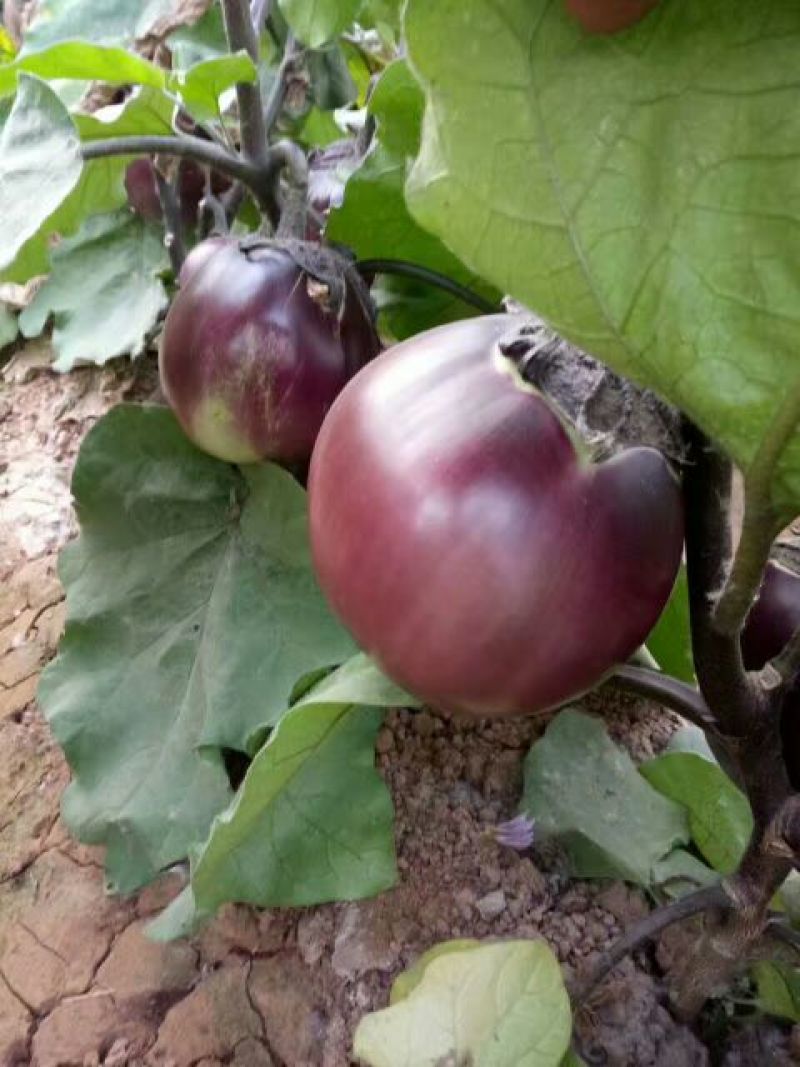 紫色长茄子苗，圆茄子，果型好，抗病能力强