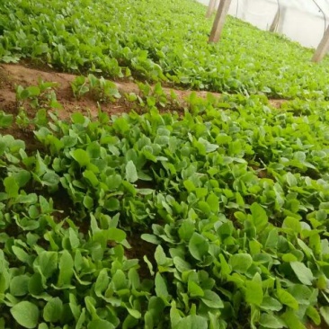 紫色长茄子苗，圆茄子，果型好，抗病能力强